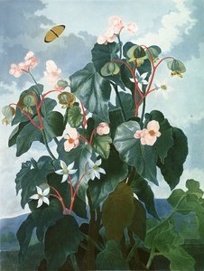 De Schuine Begonia, gegraveerd door Caldwell, uit 